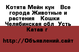 Котята Мейн кун - Все города Животные и растения » Кошки   . Челябинская обл.,Усть-Катав г.